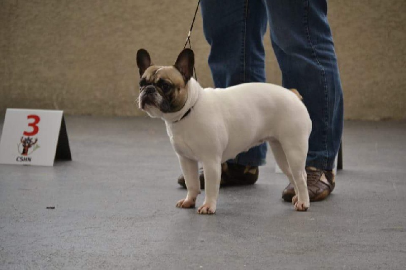 Hirys-gommette Des Dufydog