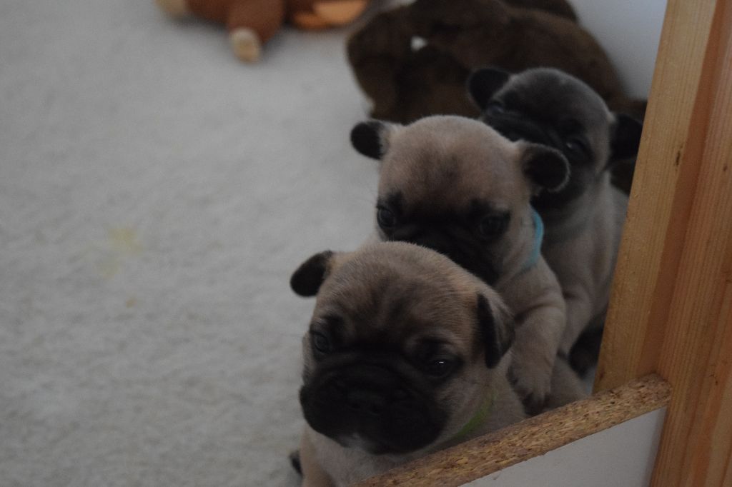 Chiot Bouledogue français Du Verger Des Gommettes